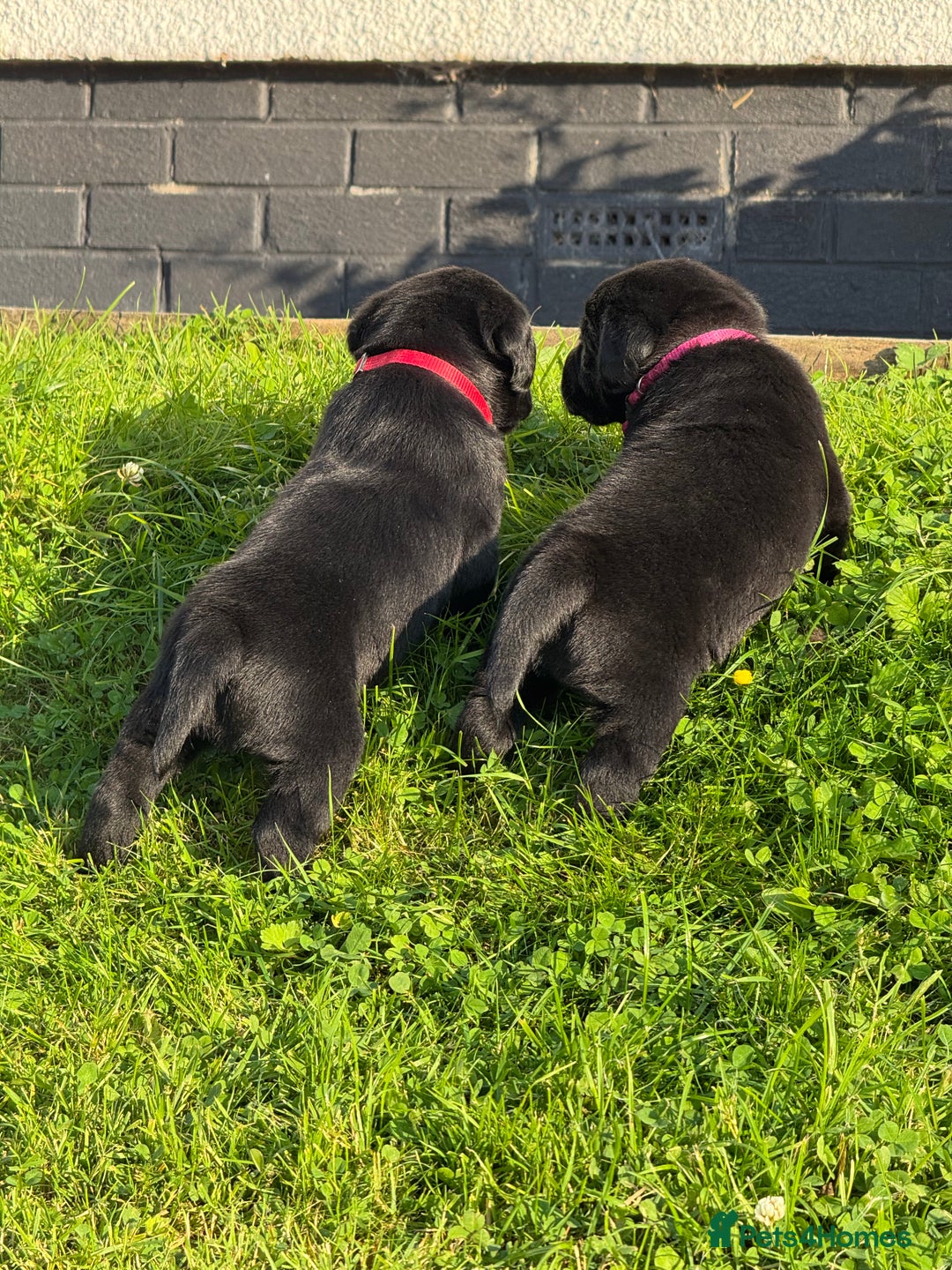 Labrador Retriever dogs for sale: KC Reg Pups, Excellent Pedigree, Ready This Week - Image 9