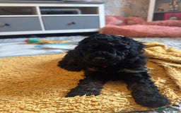 Cockapoo dogs for sale: Gorgeous F1B cockapoo  - Advert 9