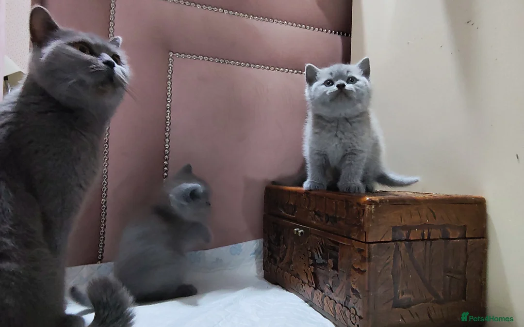 British Shorthair cats for sale: British Short hair kittens - Advert 4