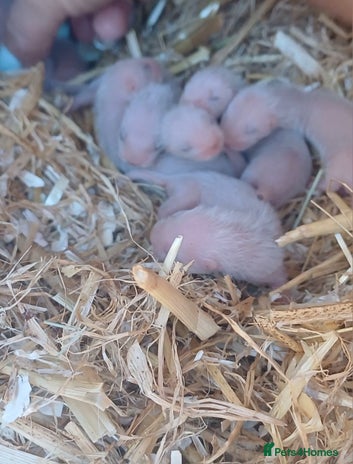 Ferret rodents in Romford - Advert 18