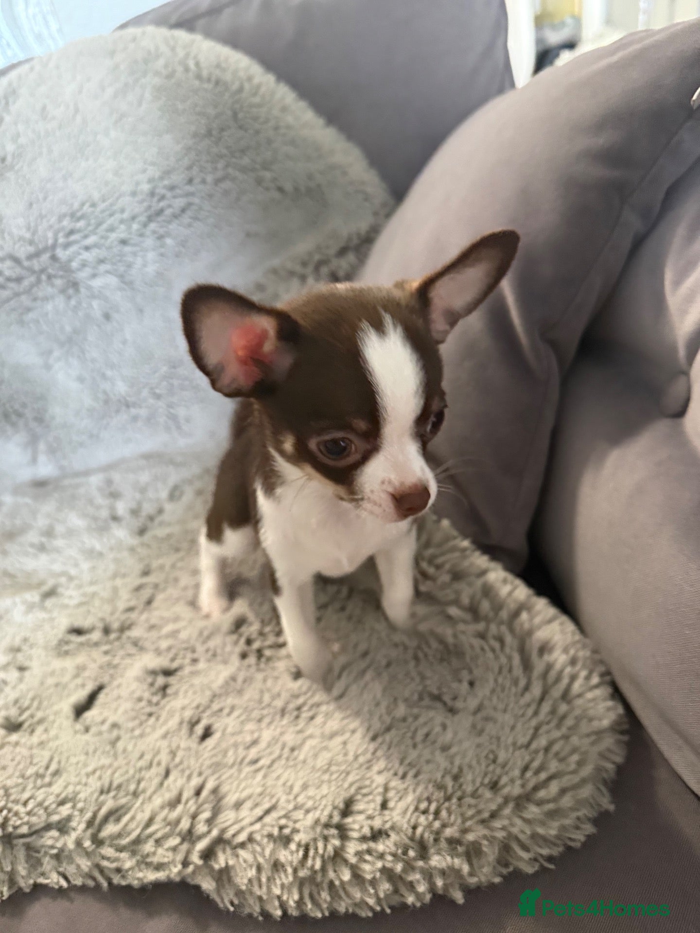 Chihuahua dogs  Beautiful Tiny Chihuahu Girl  - Advert 12
