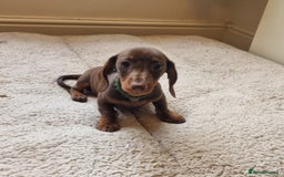 Miniature Dachshund dogs for sale: Gorgeous Mini Smooth Dachshunds Ready Now - Image 28