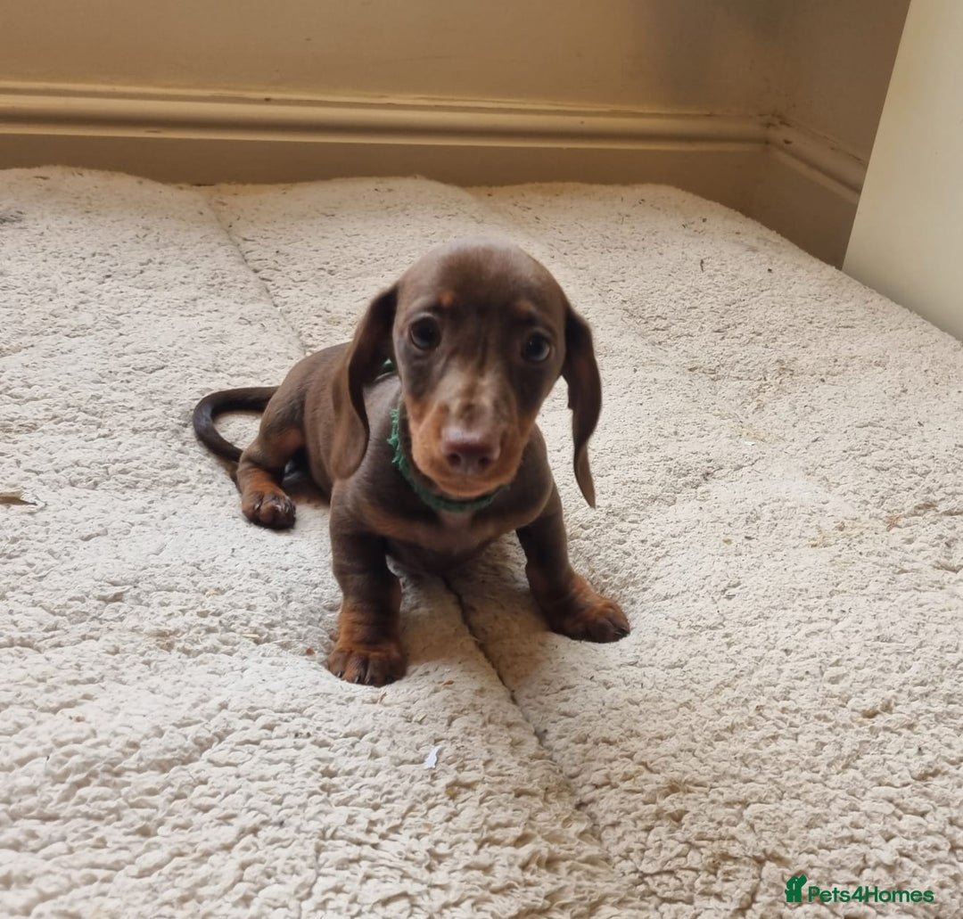 Miniature Dachshund dogs for sale: Gorgeous Mini Smooth Dachshunds Ready Now - Image 28