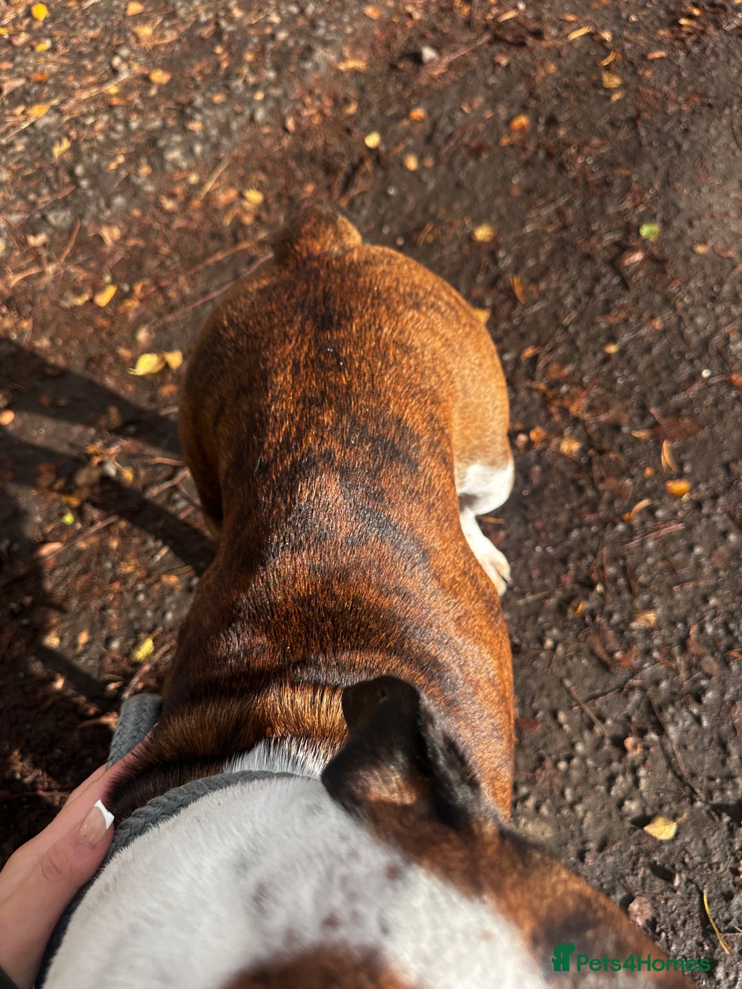 English Bulldog dogs for sale: English bulldog - Image 5