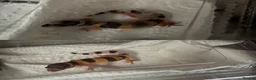 Leopard Gecko reptiles for sale: Baby Leopard Geckos with Equipment – Captive Bred - Advert 5