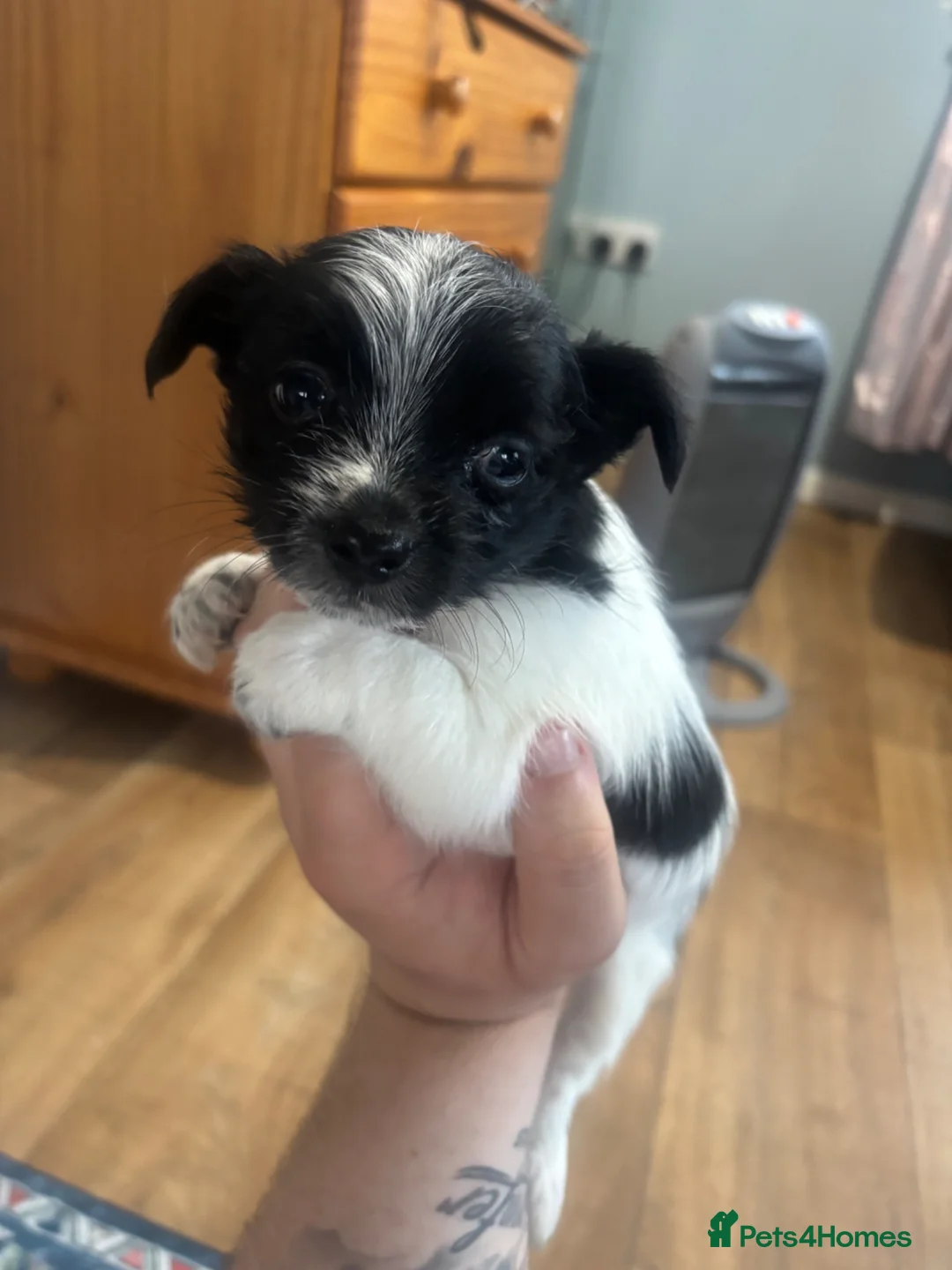 Mixed Breed dogs for sale: 3 boy jack Russel’s for sale  - Advert 1