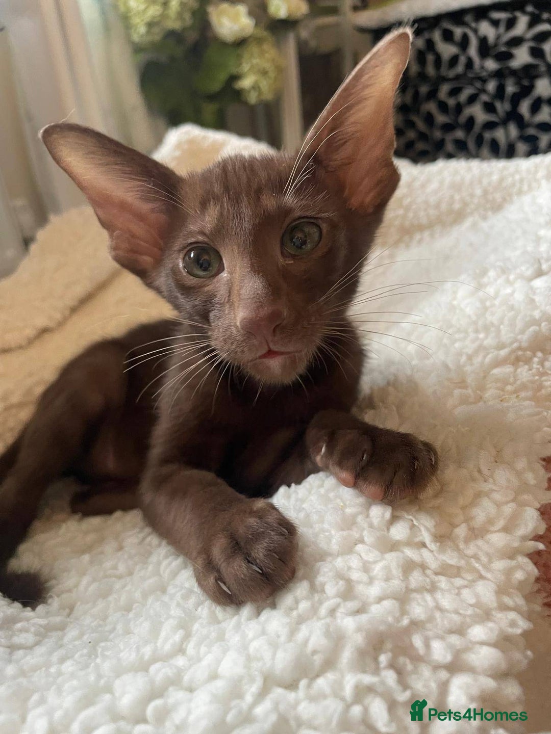 Oriental cats for sale: 7 GCCF Oriental & Siamese Kittens - Advert 3