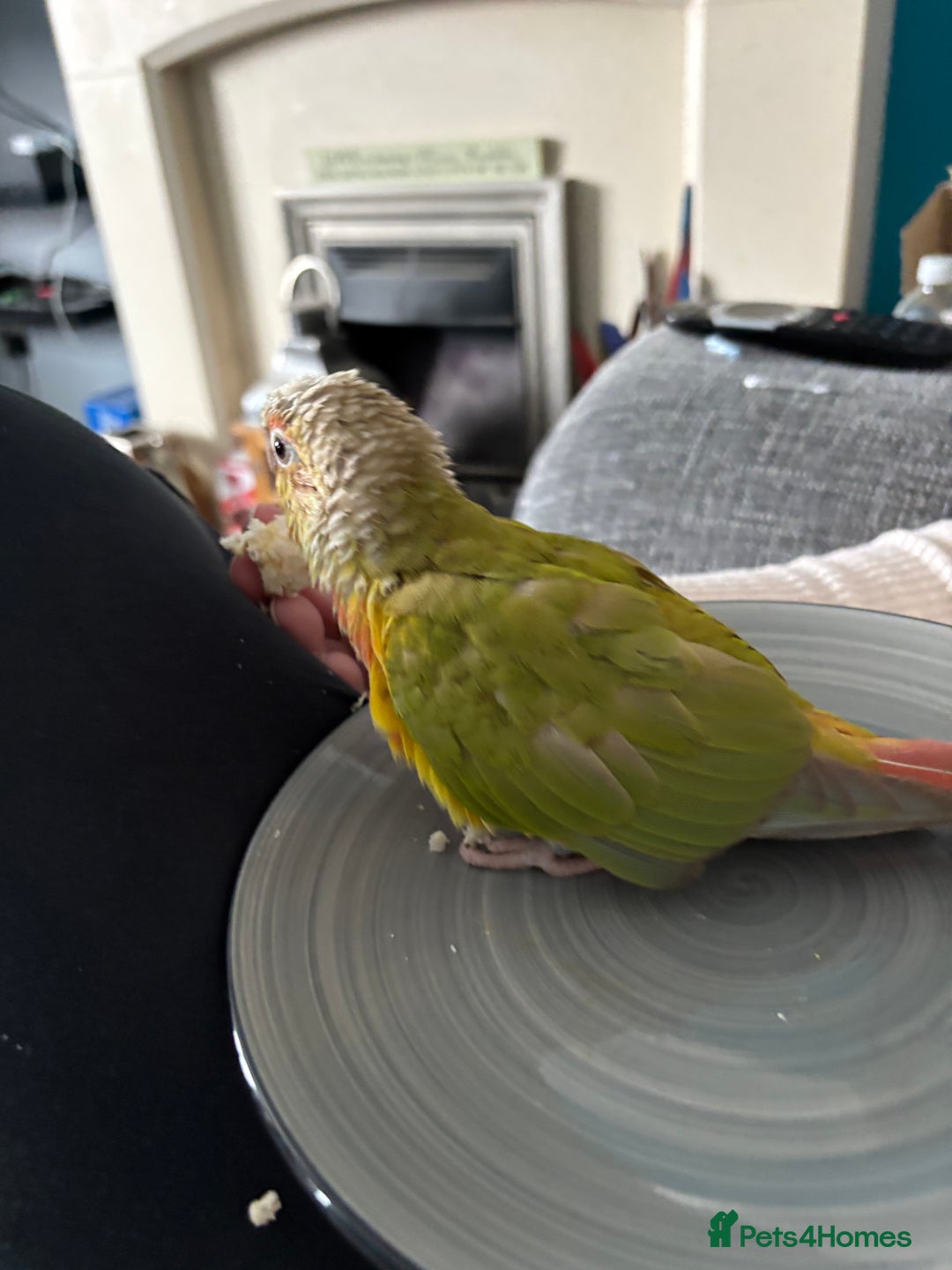 Conures birds for sale: 1 year old pineapple conure - Advert 3