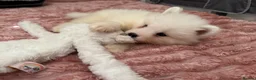 Samoyed dogs for sale: Crufts line + health tested Samoyeds - Advert 21