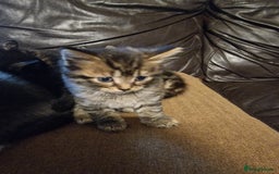 Mixed Breed cats for sale: Kittens looking for there forever homes  - Image 1