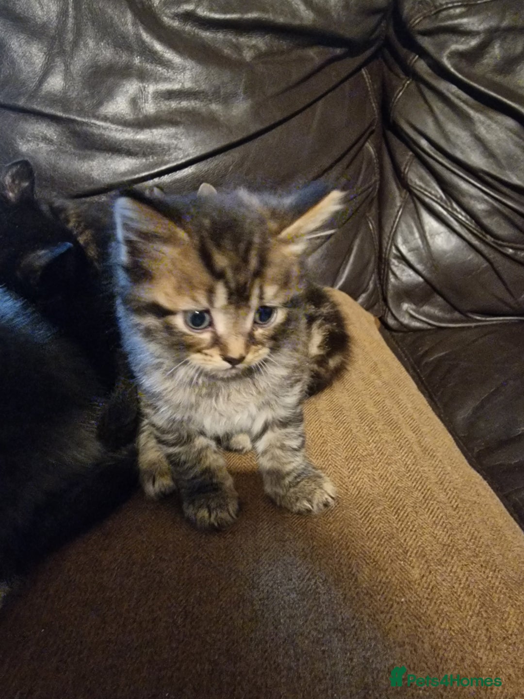 Mixed Breed cats for sale: Kittens looking for there forever homes  - Image 1