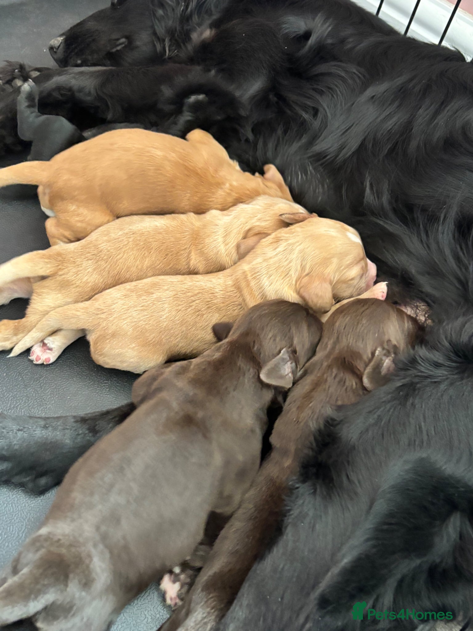 Cocker Spaniel dogs 6 Gorgeous Boys looking for their forever home. - Advert 3
