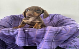 Dachshund dogs for sale: Dachshund puppy’s  - Image 4