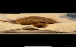 Cocker Spaniel dogs for sale: Top Quality Show Cocker - Top European Show Lines  - Image 1