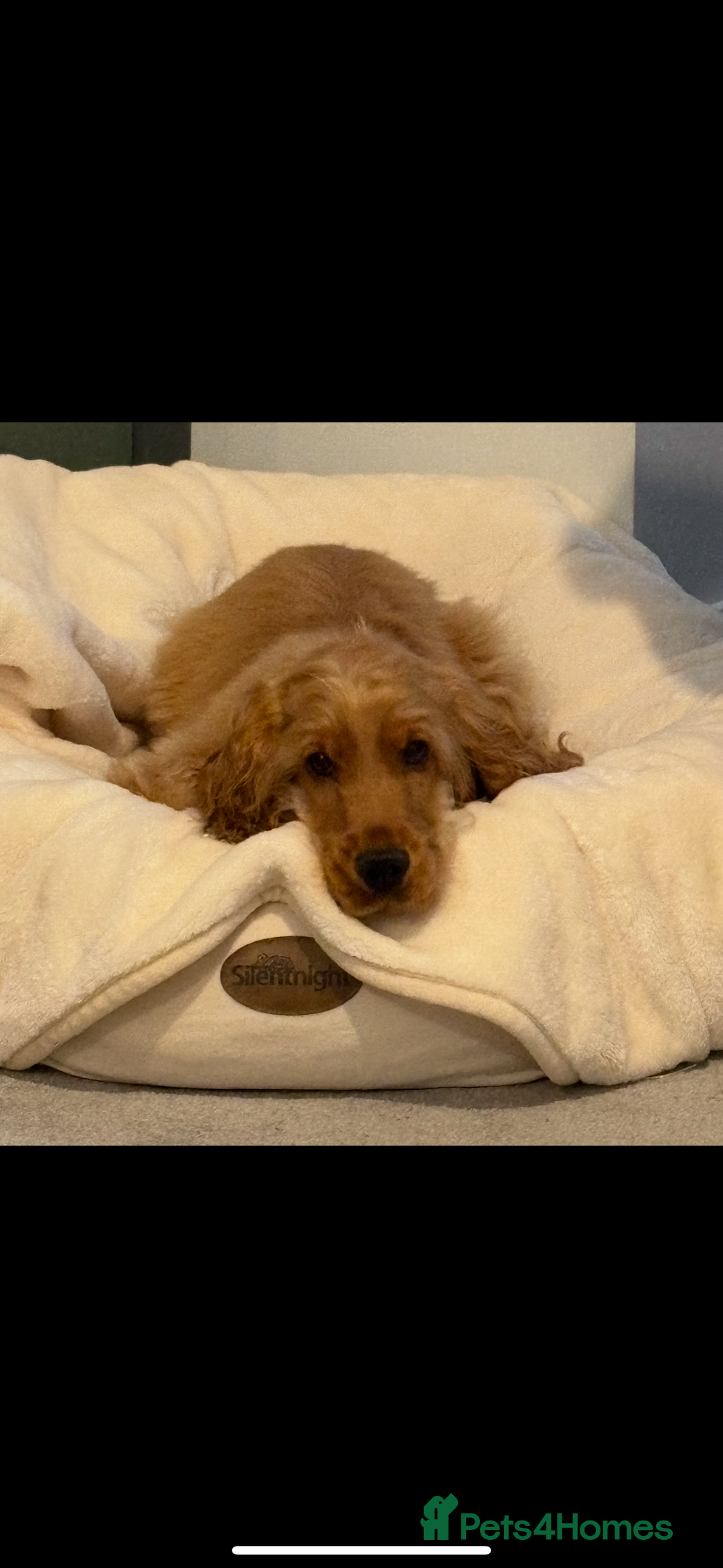 Cocker Spaniel dogs for sale: Top Quality Show Cocker - Top European Show Lines  - Image 1