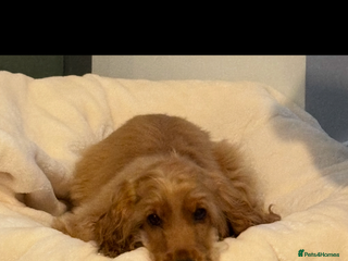 Cocker Spaniel dogs for sale - Advert 1
