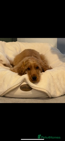 Cocker Spaniel dogs - Advert 1