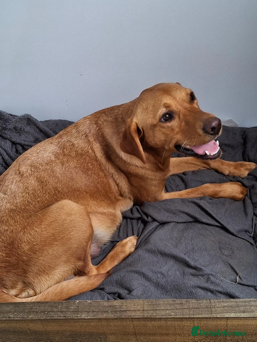 Labrador Retriever dogs for sale: labrador pups - Advert 2