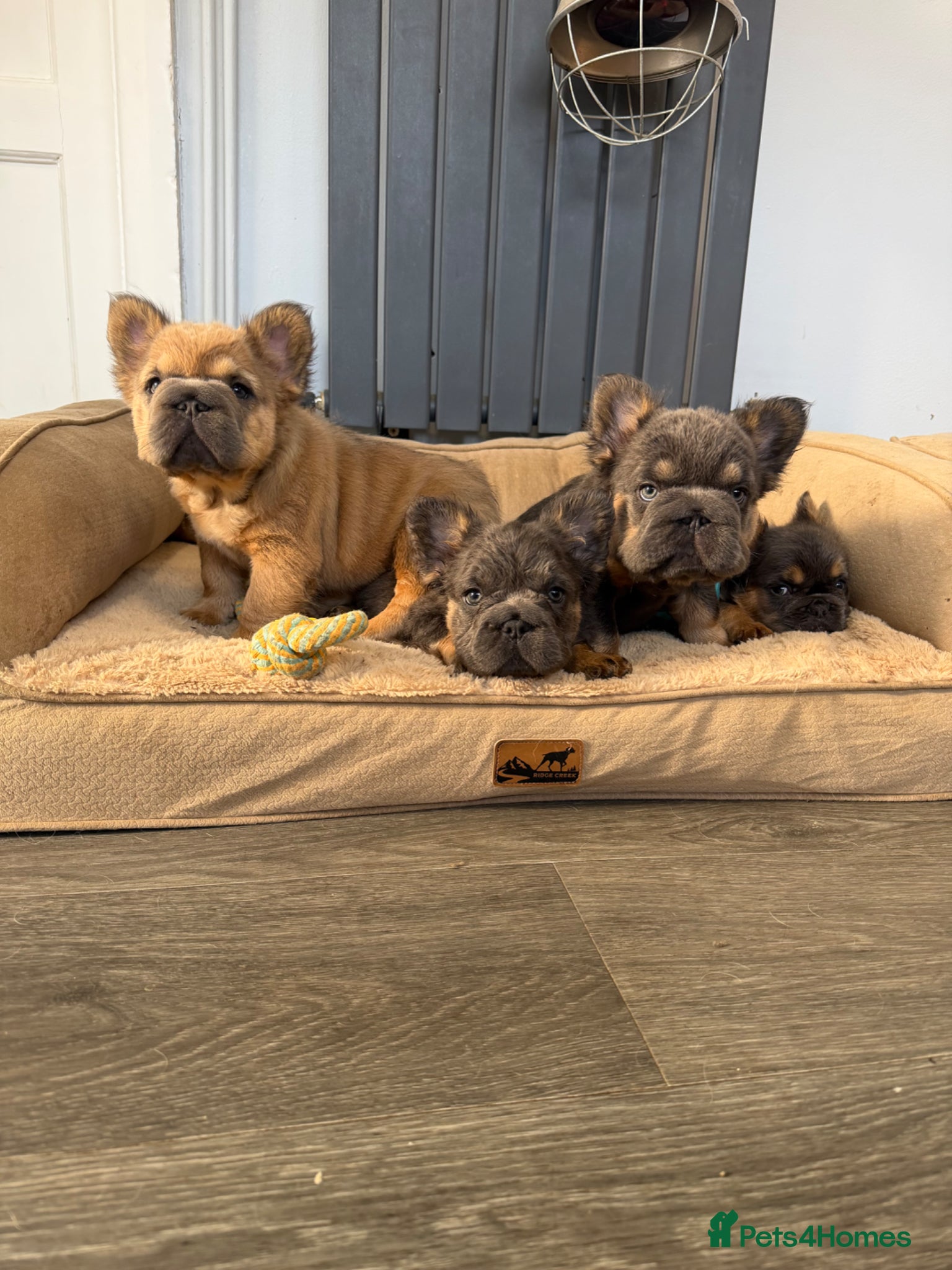 French Bulldog dogs Fluffy French Bulldog Puppies  - Advert 1