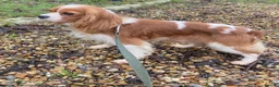 Cavalier King Charles Spaniel dogs for sale: Cavalier King Charles puppy’s Blenheim ready now  - Advert 11