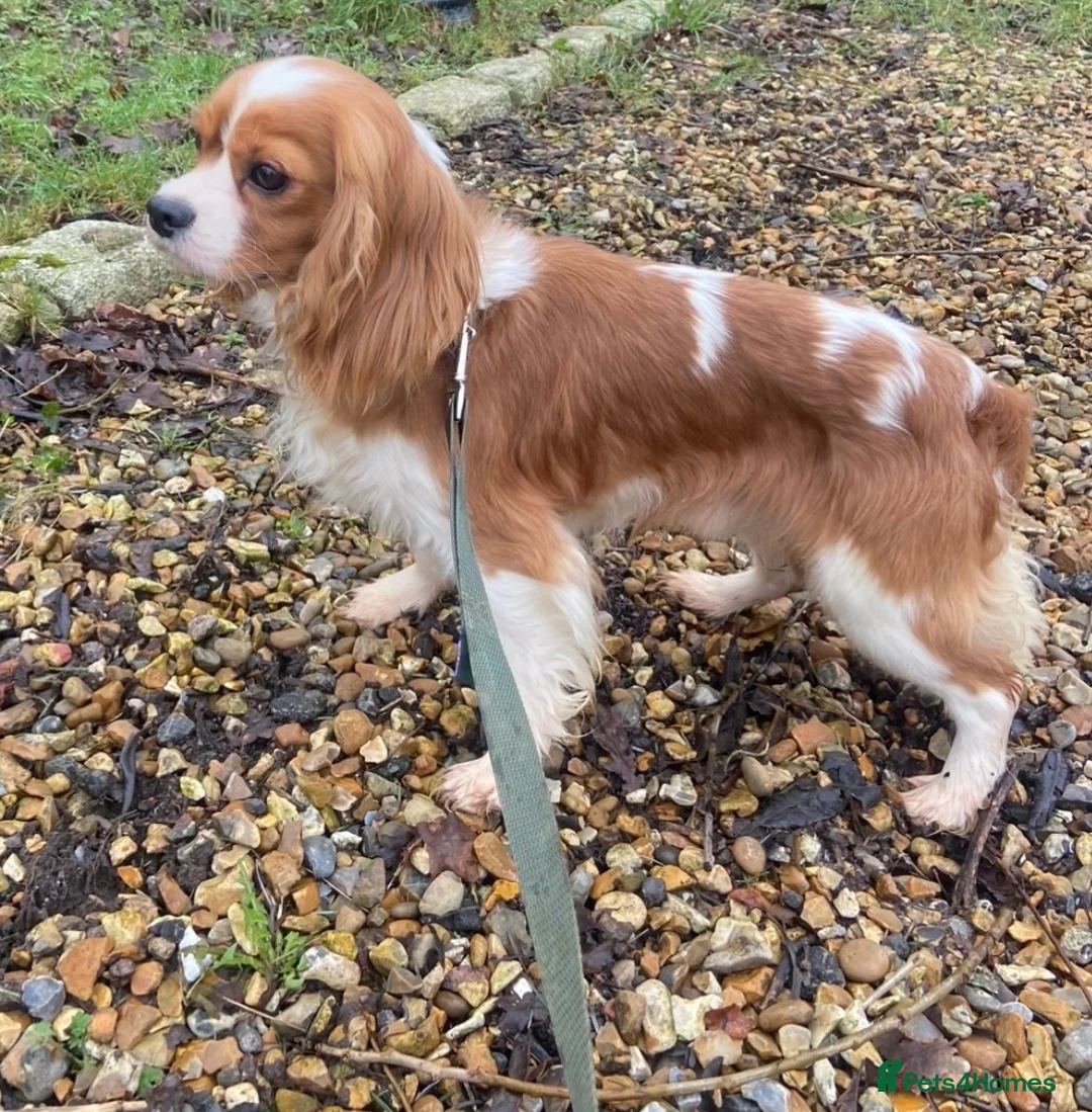 Cavalier King Charles Spaniel dogs for sale: Cavalier King Charles puppy’s Blenheim ready now  - Advert 11