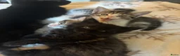 Mixed Breed cats for sale: Three Gorgeous 7 Week old KITTENS! Ghost Tabby! - Advert 14