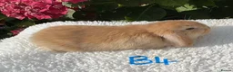 Mini Lop rabbits for sale: Pure bred mini lops baby rabbits . - Advert 7