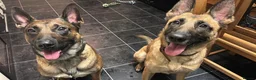 Mixed Breed dogs for sale: Litter of 10 Gsd X Mal  - Advert 2