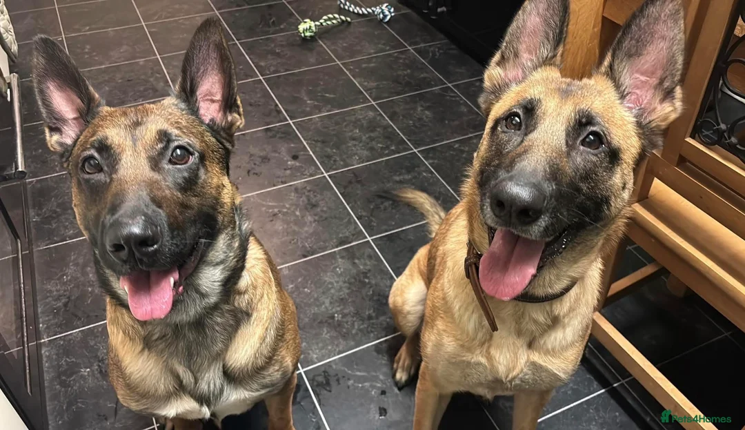 Mixed Breed dogs for sale: Litter of 10 Gsd X Mal  - Advert 2