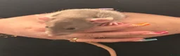 Rat rodents for sale: Beautiful Dumbo rats 3 girls and 6 boys available  - Advert 14