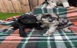 Cockapoo dogs for sale: Cockapoo Puppies  - Image 5