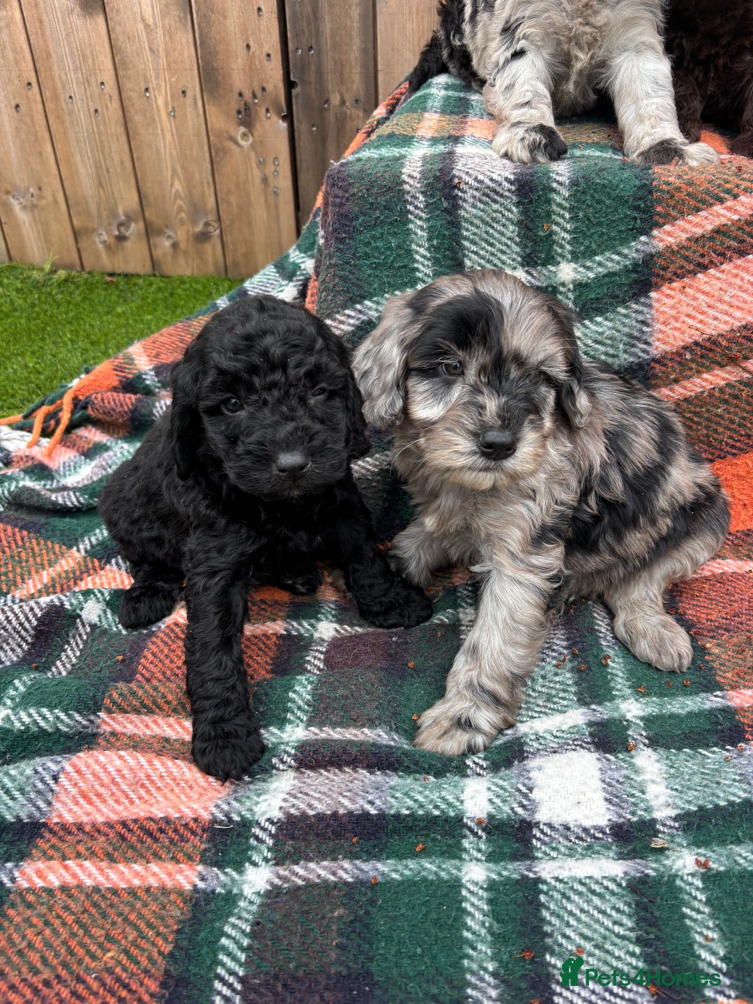 Cockapoo dogs for sale: Cockapoo Puppies  - Image 5