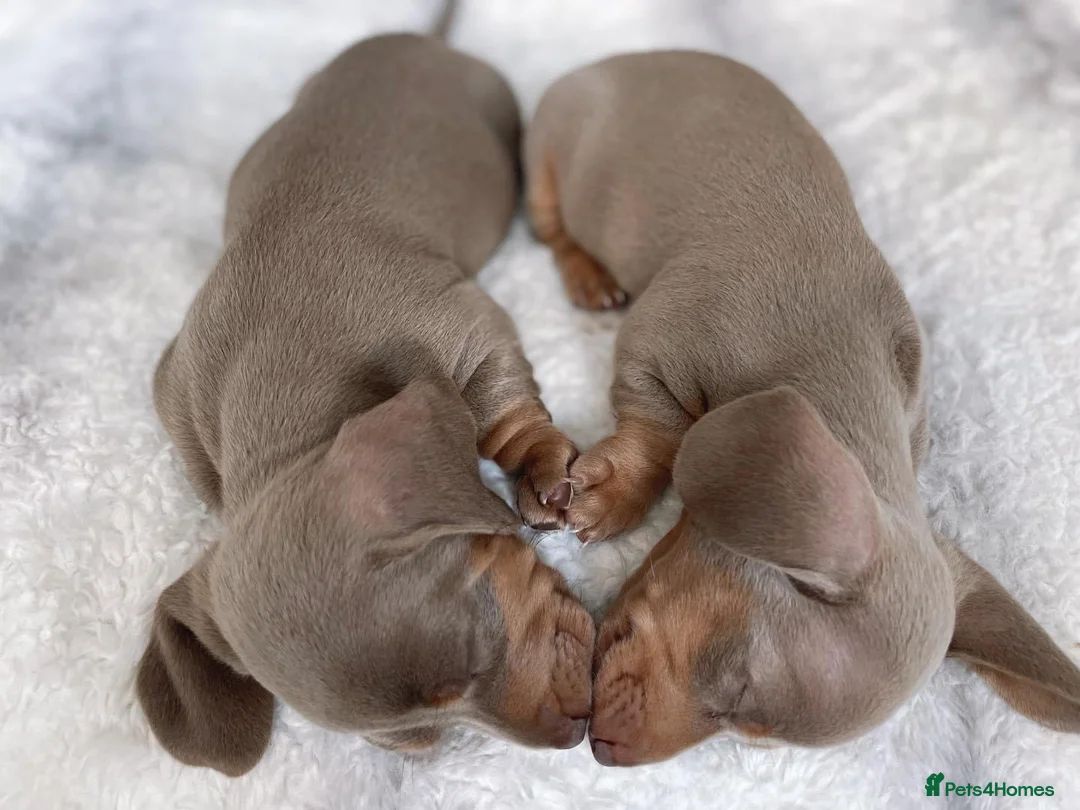 Miniature Dachshund dogs for stud: ISABELLA AND TAN MINIATURE DACHSHUND  in Sunderland - Advert 15