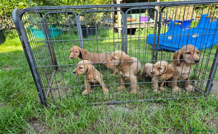Cocker Spaniel dogs - Advert 3