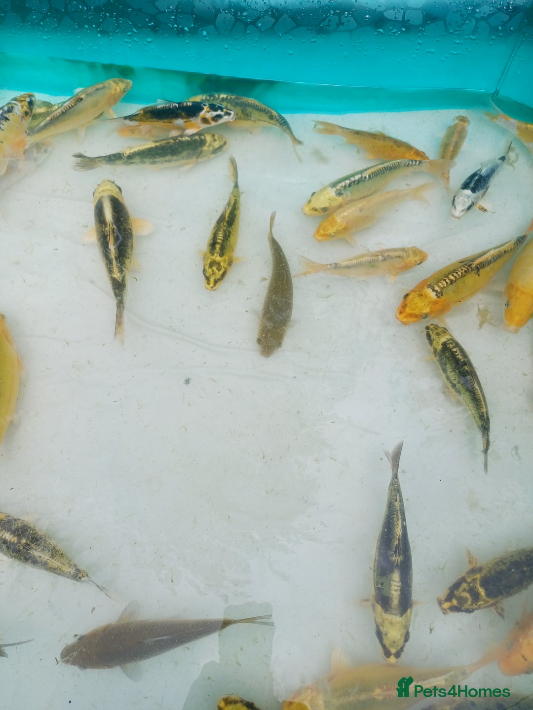Koi Carp fish for sale: UK koi carp  - Image 4