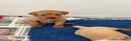 Labrador Retriever dogs for sale: Quality Fox Red Labrador pups KC reg  - Advert 4