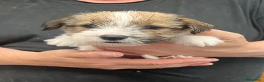 Jack Russell 4