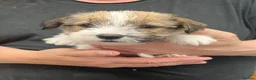 Jack Russell dogs for sale: Adorable Jack Russell Puppies - Advert 3