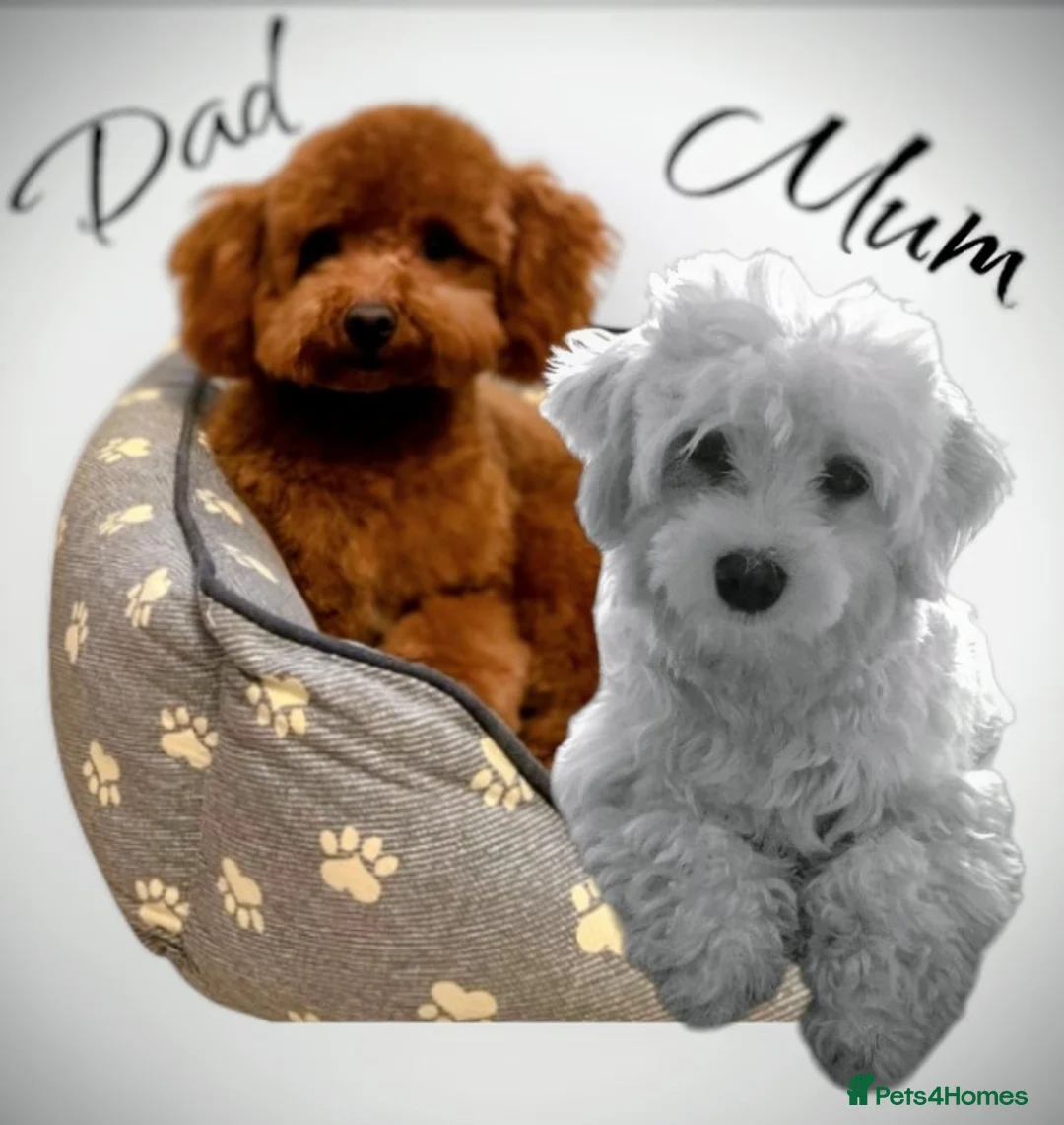 Maltipoo dogs for sale: Stunning F1 Maltpoo's 200+ Health Tests - Advert 9