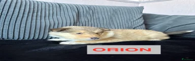 Orion