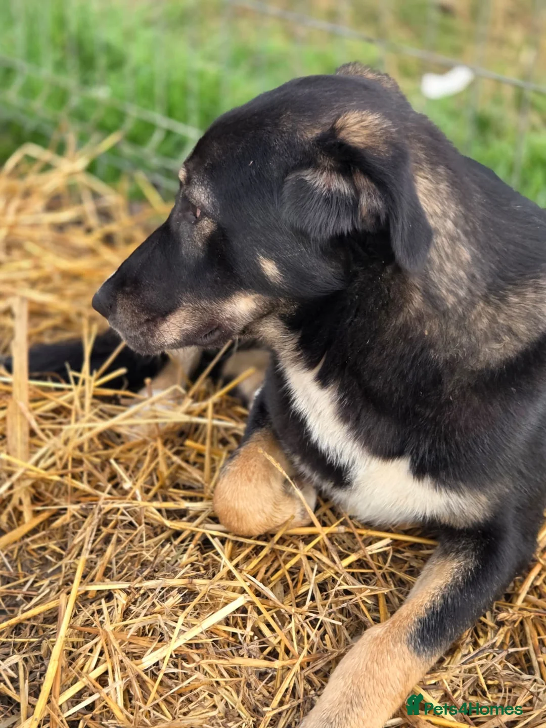 Mixed Breed dogs for adoption: 🐾 RONA -  a Lovely Girl, for a Loving Home🐾 - Advert 17