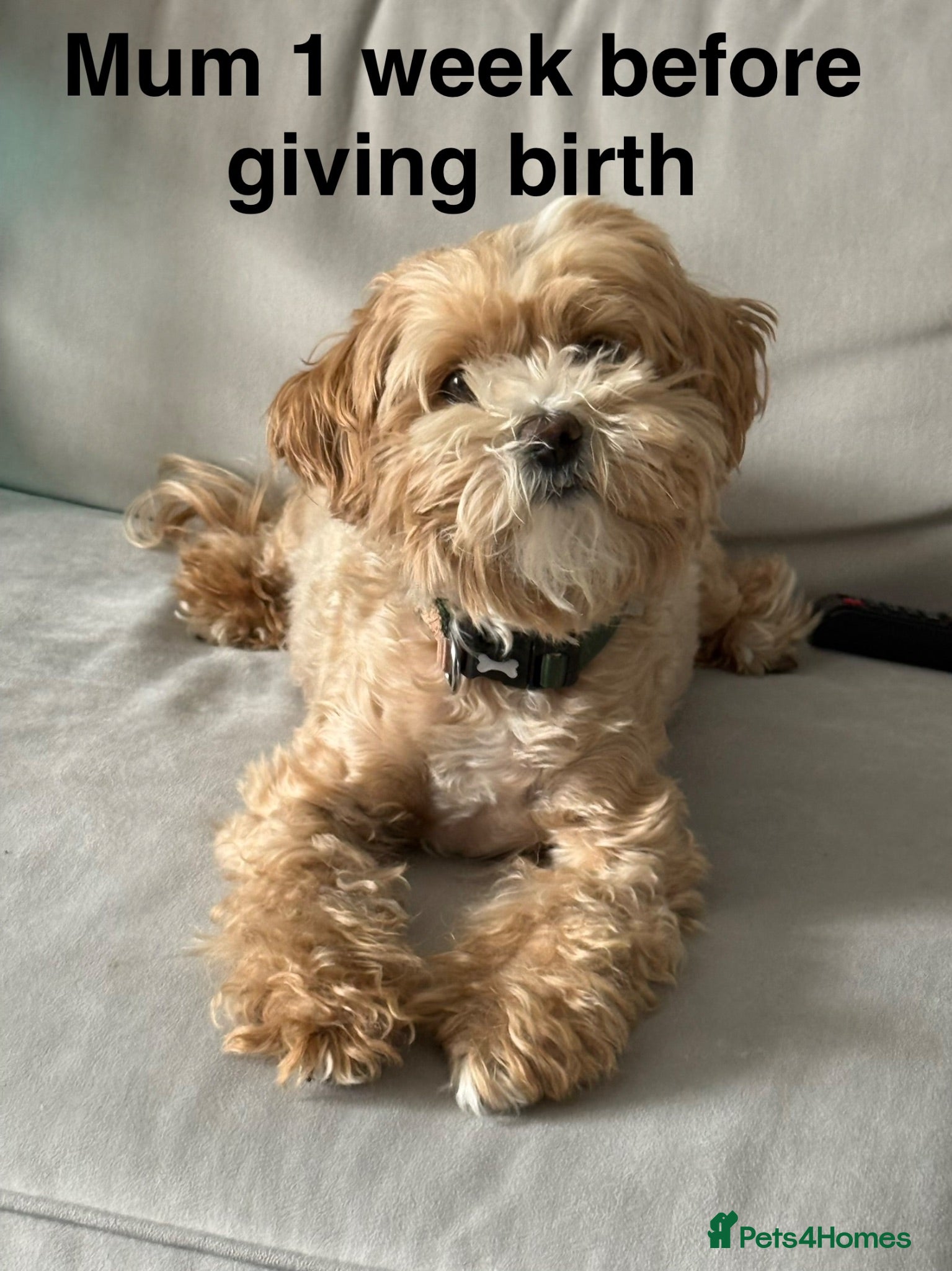 Maltipoo dogs Smallest maltipoos (read description) - Advert 2