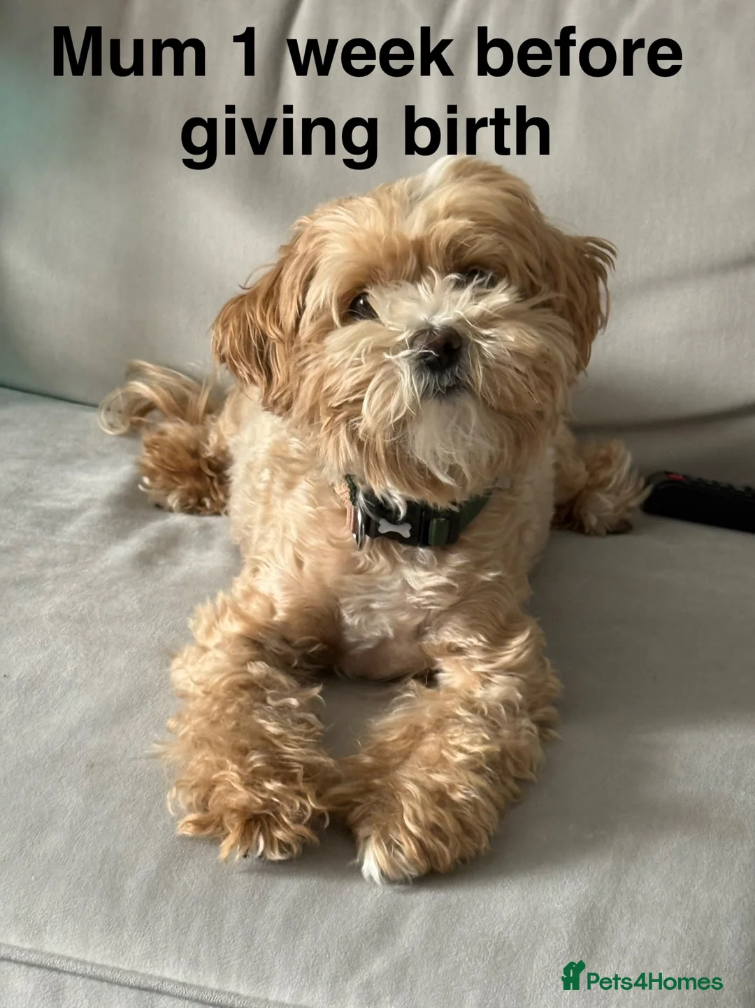 Maltipoo dogs for sale: Smallest maltipoos (read description) - Advert 2