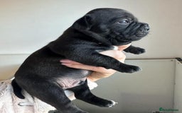 Staffordshire Bull Terrier dogs for sale: Purebred Staffordshire bull terrier puppies - Image 5
