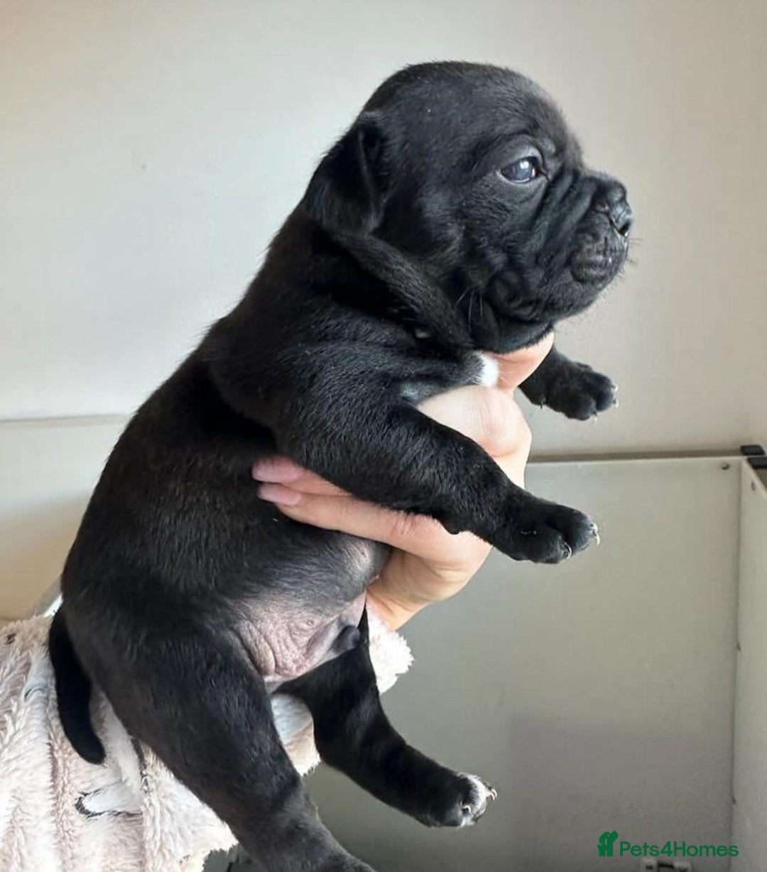 Staffordshire Bull Terrier dogs for sale: Purebred Staffordshire bull terrier puppies - Image 5