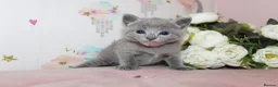 Russian Blue cats for sale: *TOP* Quality Pedigree Russian blue Kittens - Advert 3