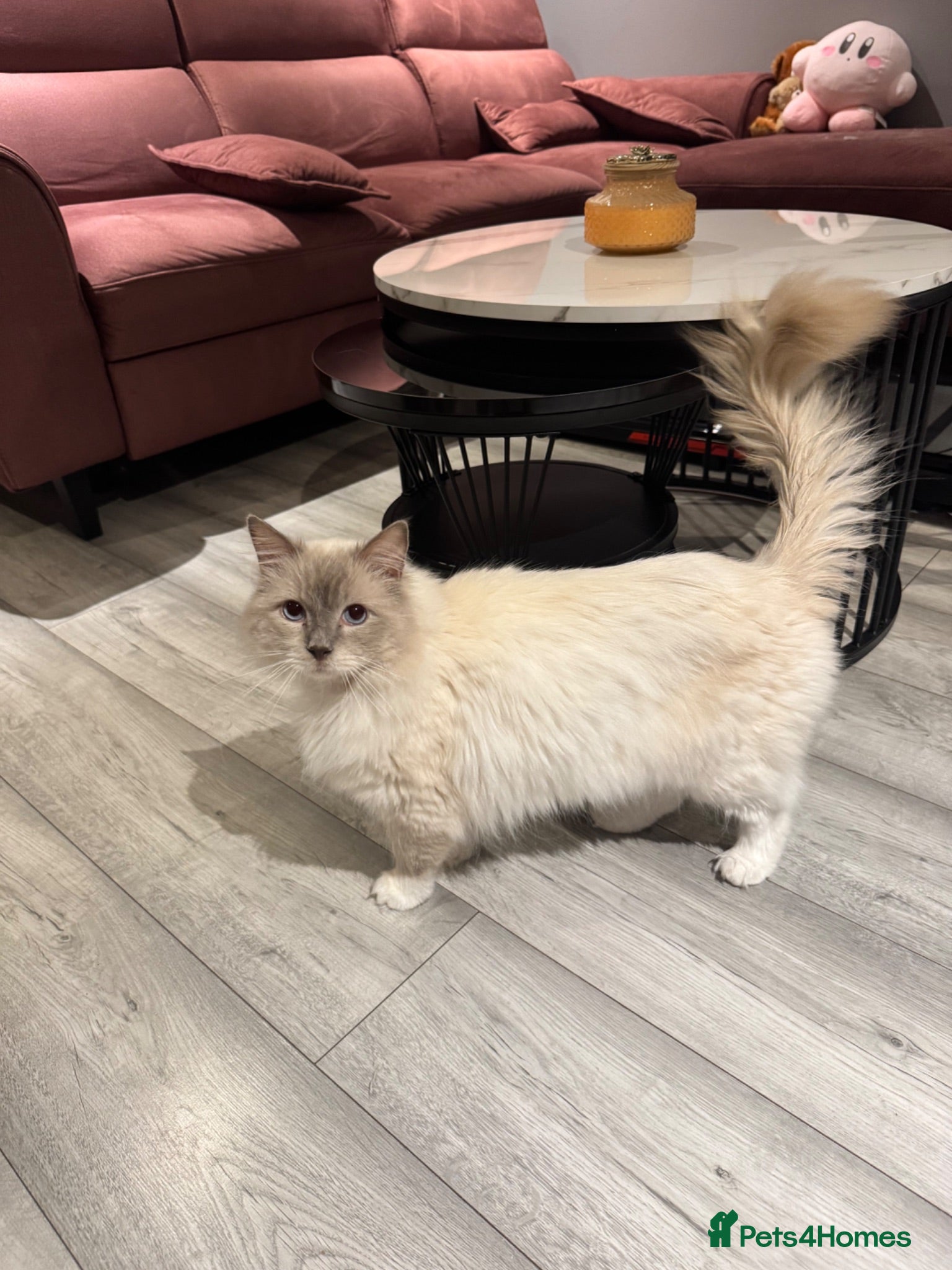 Ragdoll cats Retired GCCF Lilac Point Ragdoll Male - Advert 1
