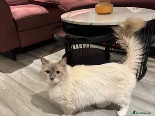 Ragdoll cats Affectionate GCCF Ragdoll Looking for Home - Advert 1