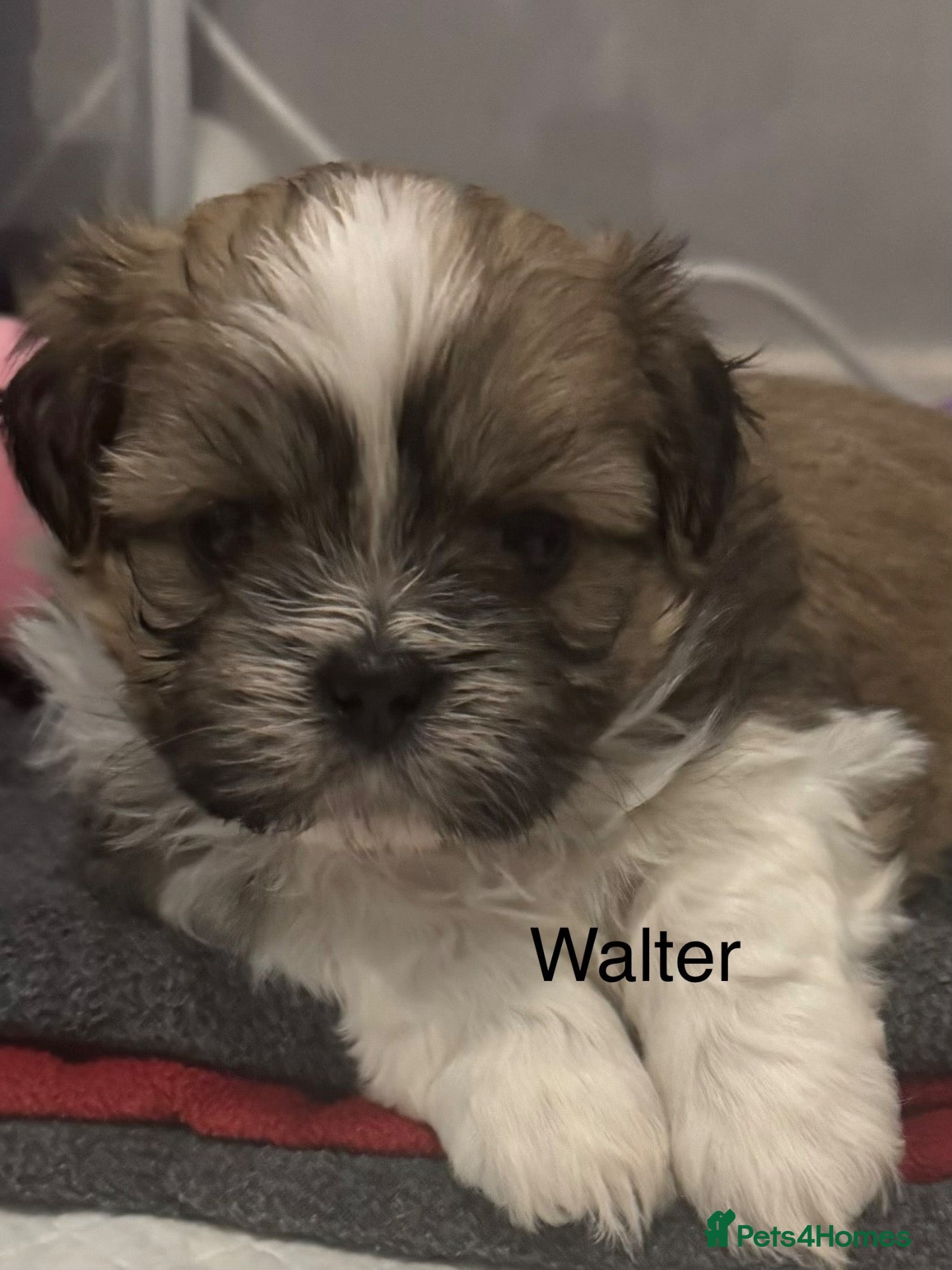 Shih Tzu dogs Shih Tzu pups - Advert 2