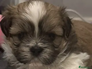 Shih Tzu dogs Shih Tzu pups - Advert 2